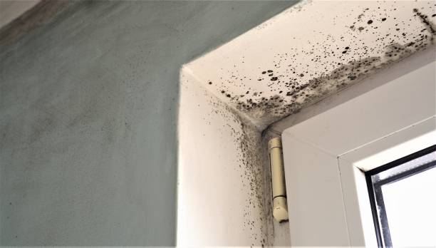 Trusted Strathmore, NJ Mold Removal Experts