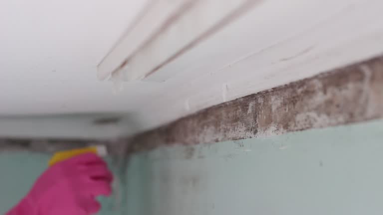 Best Attic Mold Removal  in Strathmore, NJ