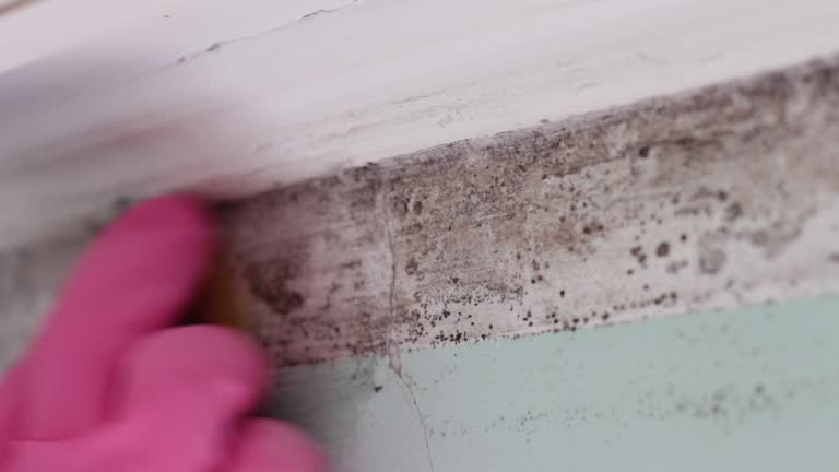 Best Commercial Mold Inspection  in Strathmore, NJ